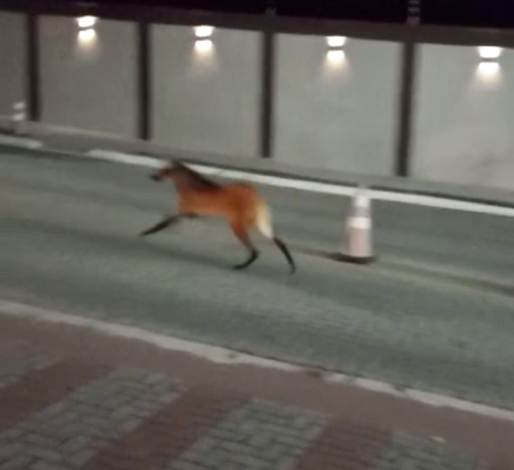 Visita especial lobo guará é visto em condomínio do Urbanova Revista