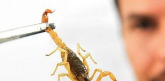Scorpion-Combat
