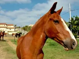 Animais-Medio_Grande-Porte