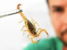Scorpion-Combat
