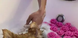 Pandora Pet Spa apresenta primeira banheira hidropet do Brasil e técnica inédita “low stress” em São José dos Campos