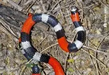 Treinamento gratuito no Urbanova orienta moradores sobre animais peçonhentos neste sábado (13)