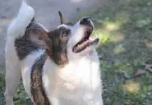 Feira de adoção de cães e gatos terá 92 animais para adoção no próximo sábado