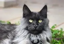 Gato desaparece no Residencial Jaguary e tutora pede ajuda para encontrá-lo