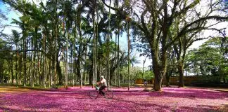 Outono começa nesta sexta (20); veja o que muda no tempo