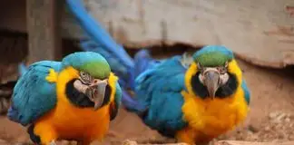 Projeto da Univap permite apadrinhar animais silvestres e ajudar na recuperação de espécies