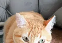 Meu Bichinho e Eu | Pamonha: um encontro que virou amor