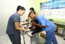São José abre mil vagas gratuitas para castração e microchipagem de pets