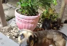 Cão é encontrado e resgatado por moradores no Urbanova; tutor é procurado