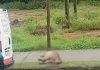 Capivara morre atropelada no Urbanova