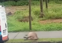 Capivara morre atropelada no Urbanova