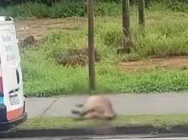 Capivara morre atropelada no Urbanova