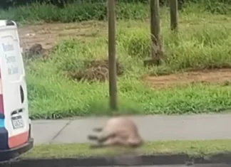 Capivara morre atropelada no Urbanova