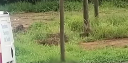 Capivara morre atropelada no Urbanova
