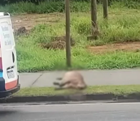 Capivara morre atropelada no Urbanova
