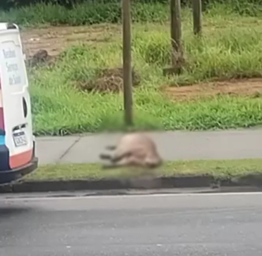 Capivara morre atropelada no Urbanova