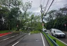 Queda de árvore Av. Linneu de Moura
