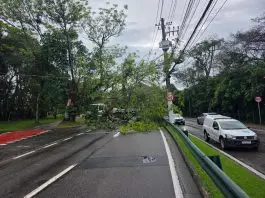 Queda de árvore Av. Linneu de Moura