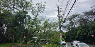 Queda de árvore Av. Linneu de Moura