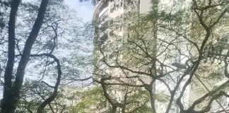 Acidente com caminhão derruba árvore e provoca congestionamento na Avenida São João