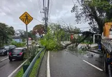Ventos acima de 80 km/h provocam queda de árvores e transtornos em São José dos Campos Árvore caída na Av. Linneu de Moura