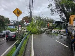 Ventos acima de 80 km/h provocam queda de árvores e transtornos em São José dos Campos Árvore caída na Av. Linneu de Moura