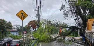 Árvore caída na Av. Linneu de Moura