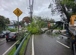 Árvore caída na Av. Linneu de Moura