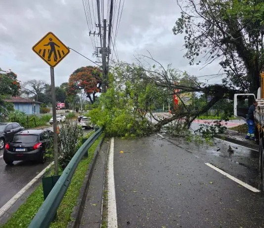 Árvore caída na Av. Linneu de Moura