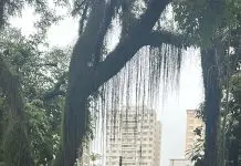 Árvore cai durante a madrugada, interdita rua e deixa imóveis sem energia na Vila Adyana Árvore caída Vila Adyana