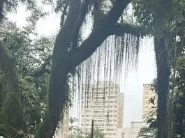 Árvore caída Vila Adyana