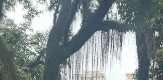 Árvore caída Vila Adyana
