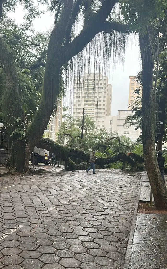 Árvore caída Villa Adyana Árvore caída Vila Adyana