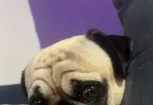 Pug morre após ataque de pit bulls em São José dos Campos