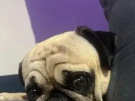 Pug morre após ataque de pit bulls em São José dos Campos