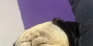 Pug morre após ataque de pit bulls em São José dos Campos