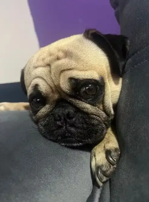 Pug morre após ataque de pit bulls em São José dos Campos