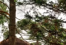 Parque de dinossauros abre 100 vagas de emprego em Campos do Jordão