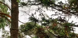 Parque de dinossauros abre 100 vagas de emprego em Campos do Jordão