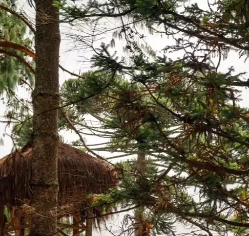Parque de dinossauros abre 100 vagas de emprego em Campos do Jordão