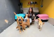 São José abre mil vagas para castração gratuita de cães e gatos; inscrições começam nesta terça-feira (9) Castração Prefeitura SJC
