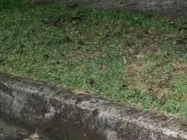 Cobra com características de jararaca é encontrada perto de calçada no Urbanova