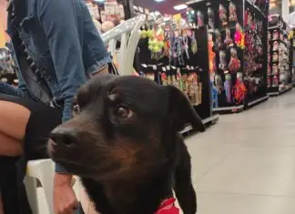 Cadela é resgatada nas proximidades do Alphaville I; tutor ainda não foi encontrado