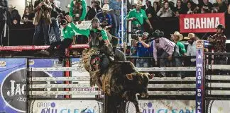 Jacareí Expo Agro inicia disputas de rodeio em touros nesta quinta-feira (16) Jacareí Expo Agro 2026