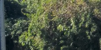 Moradores tentam resgatar cadela assustada há quatro dias no Urbanova e pedem ajuda Cadela assustada