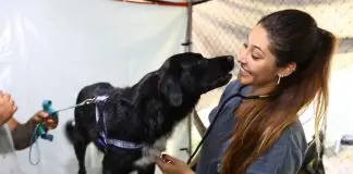 São José abrirá mil vagas para castração gratuita de cães e gatos; veja como se inscrever