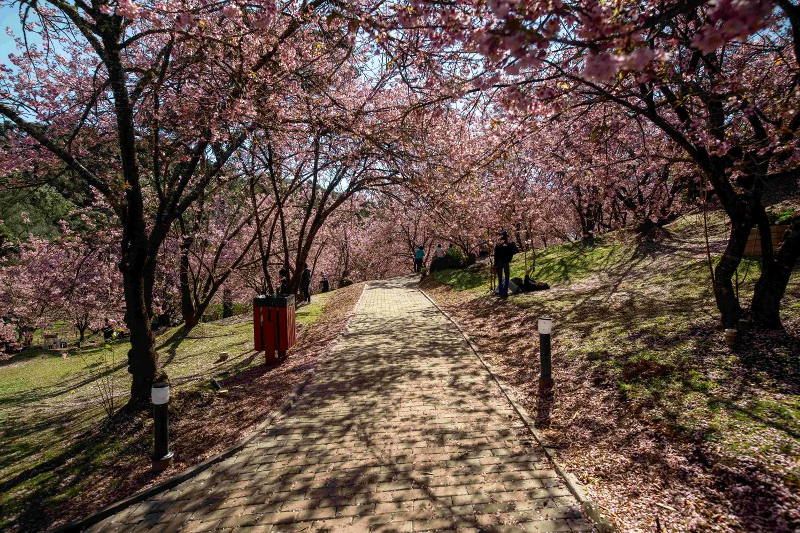 Parque das Cerejeiras