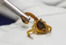 Escorpião