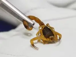 Escorpião