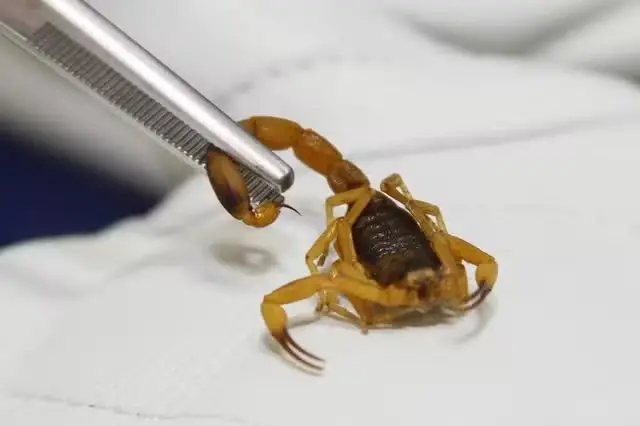Escorpião Escorpião